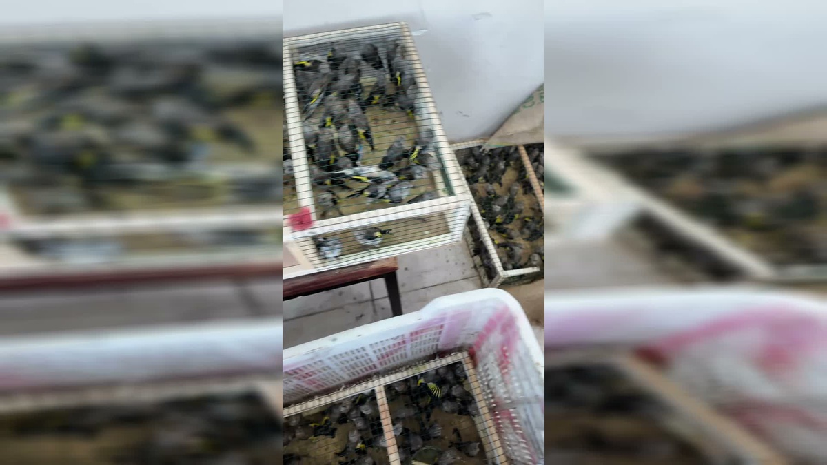 Yasa Dışı Kuş Kaçakçılığına Önlem