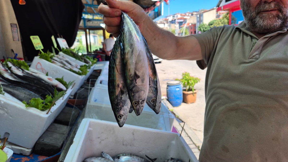 Zonguldak\'ta Palamut Bolluğu