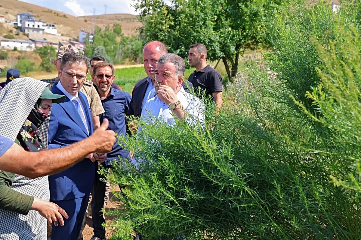 Vali Eldivan Yedigöze\'de Tarhun Hasadına Katıldı