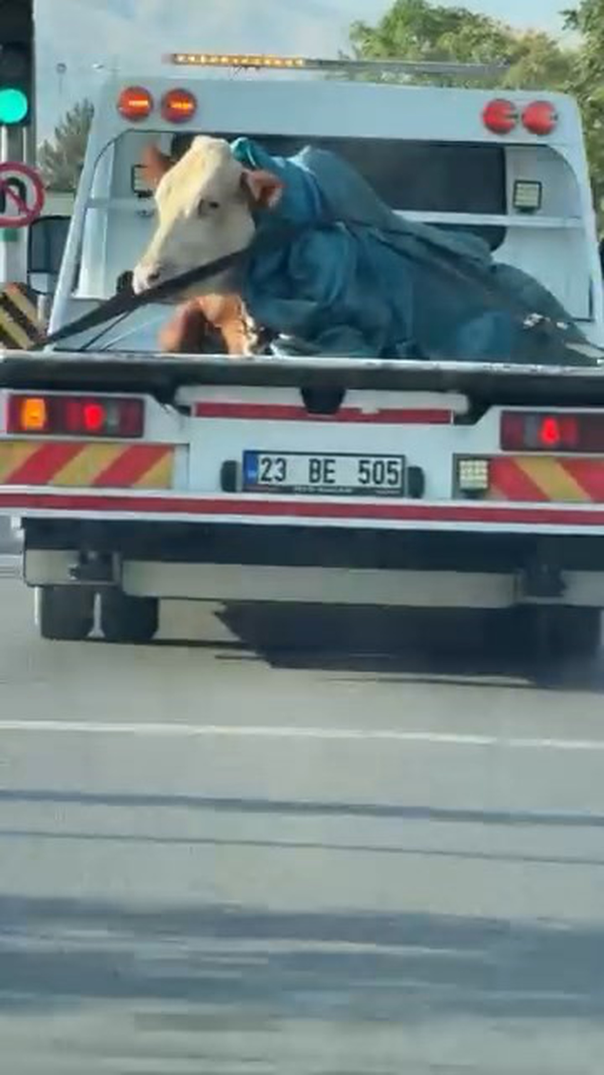Çekiciyle Taşınan Tosun Şaşırttı