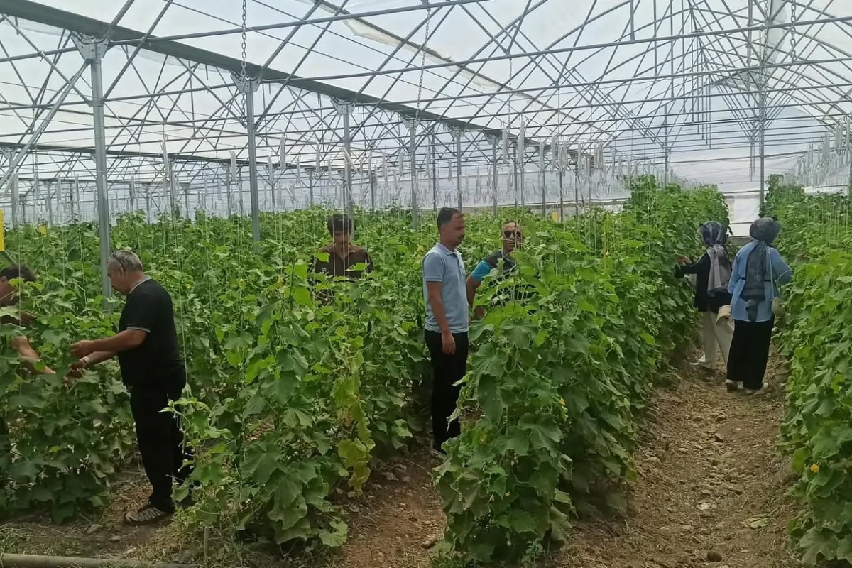 Öğrenciler Tarımda Uygulamalı Staj Yapıyor