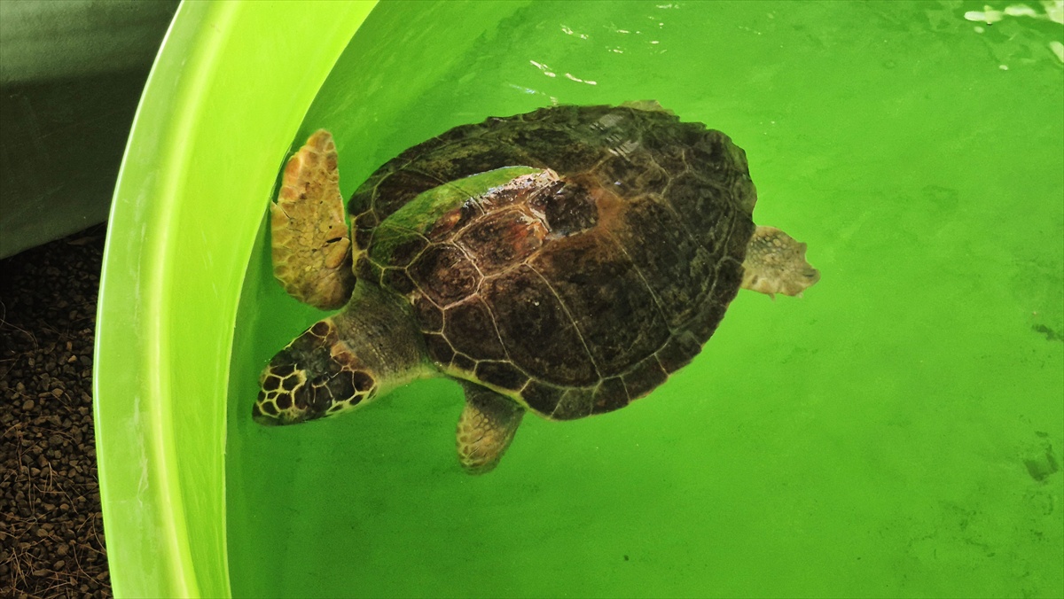 Caretta Caretta Yuvalama Sezonu Sona Erdi