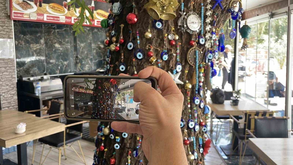 Kafede Yükselen Salkım Söğüt Dikkat Çekiyor