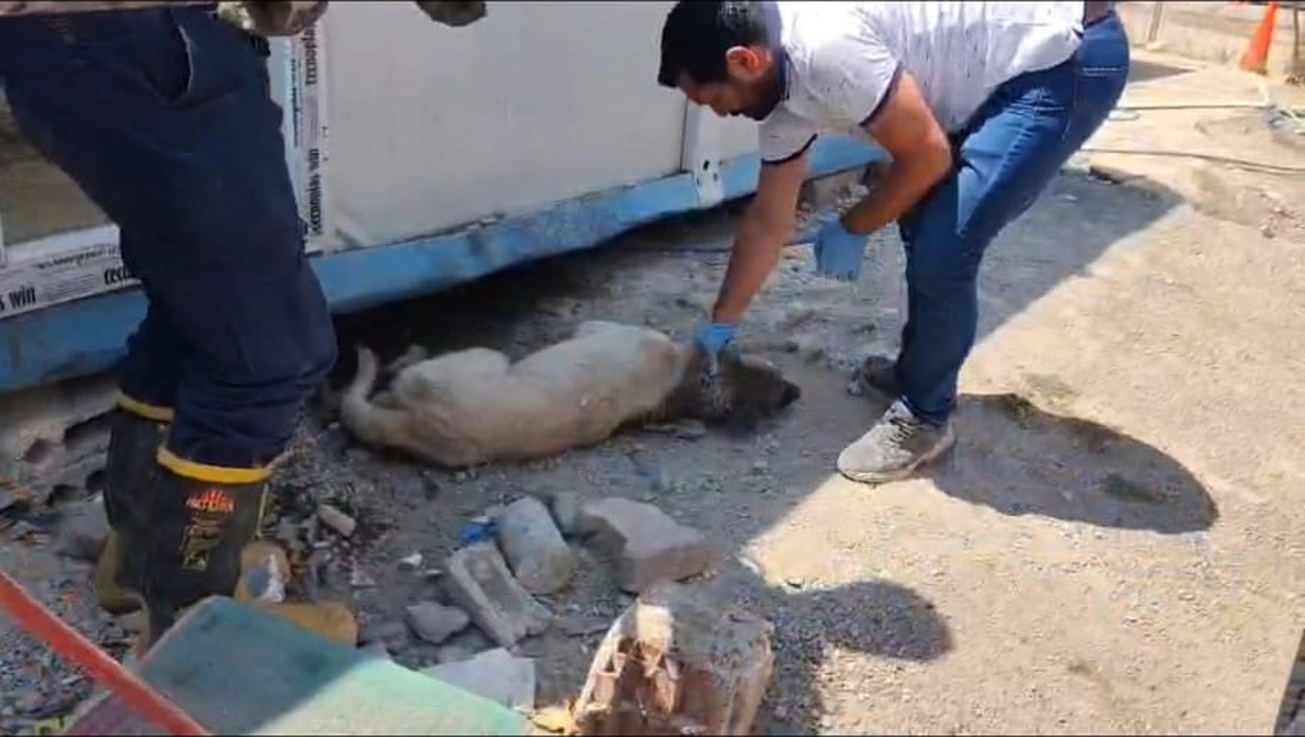 Konteyner Altında Mahsur Kalan Köpekler Kurtarıldı