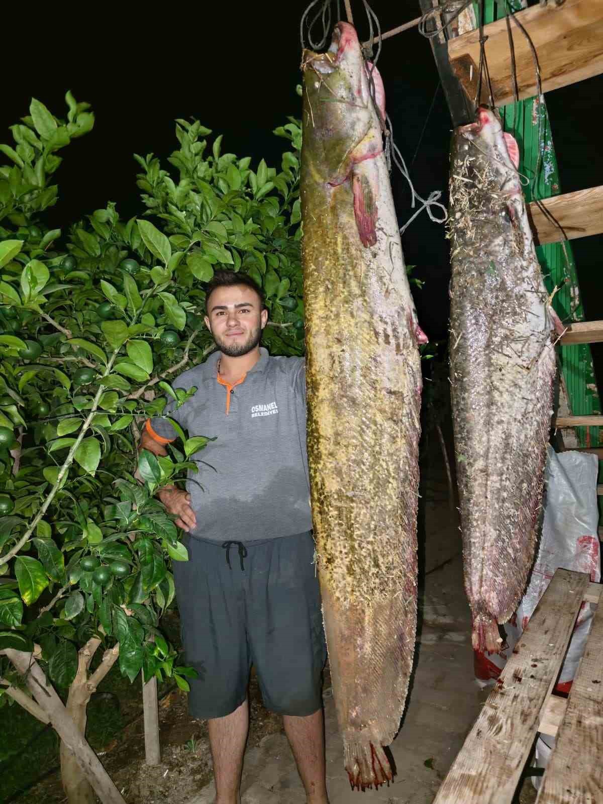 Sakarya Nehri\'nden 34 Kiloluk Dev Yayın Balığı Yakalandı