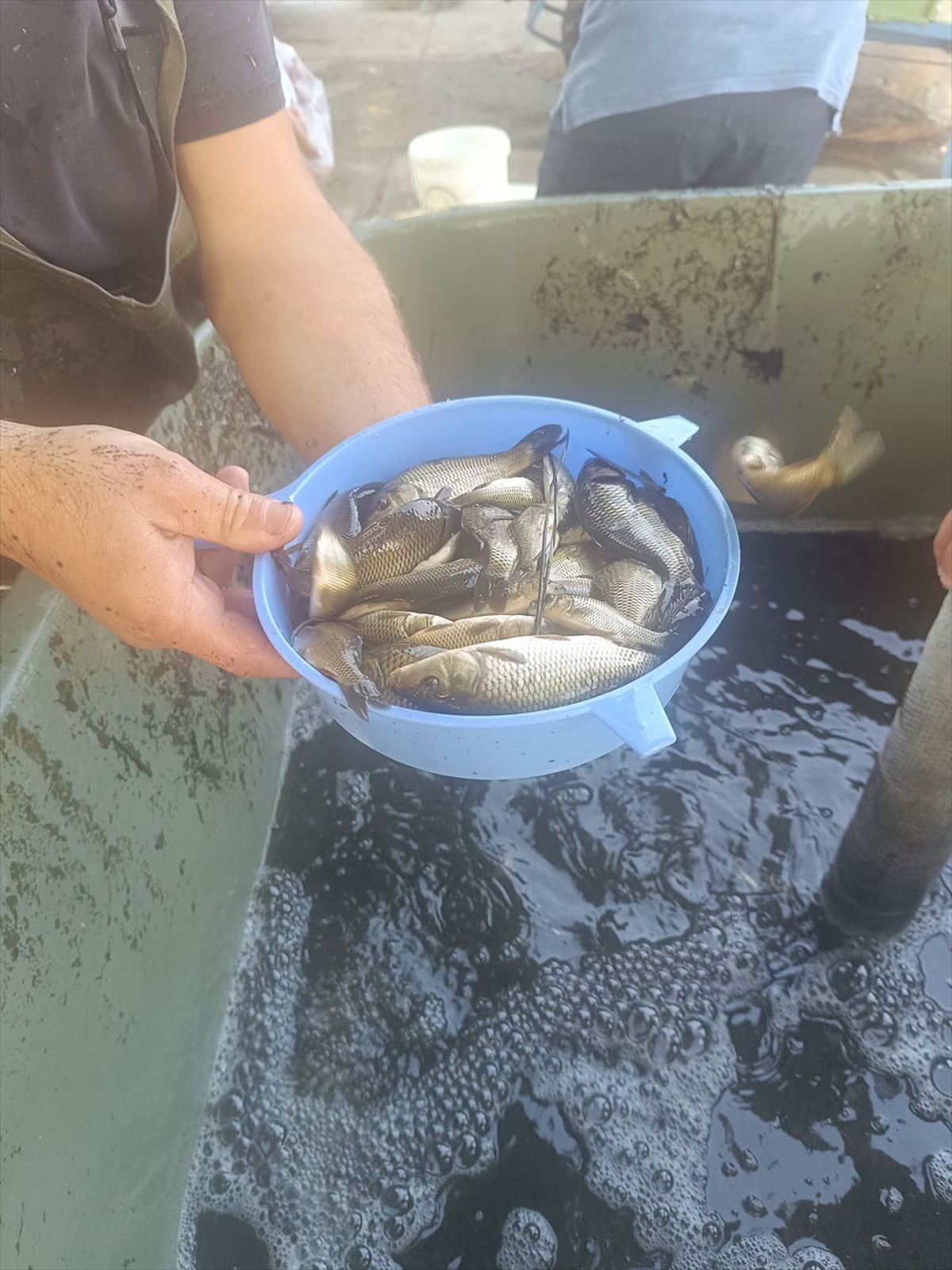 603 Bin Sazan Yavrusu Tekirdağ\'a Bırakıldı