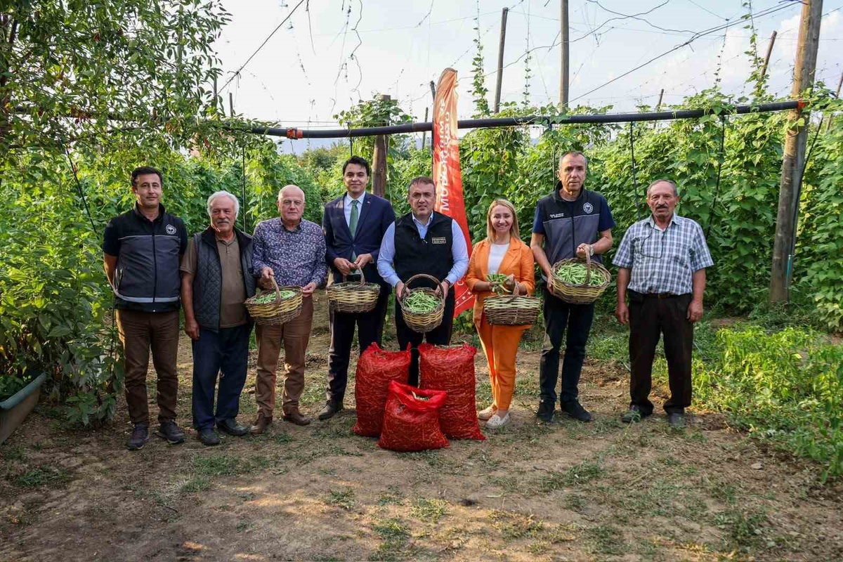 Pazaryeri Boncuğu\'nda Hasat Sezonu Başladı