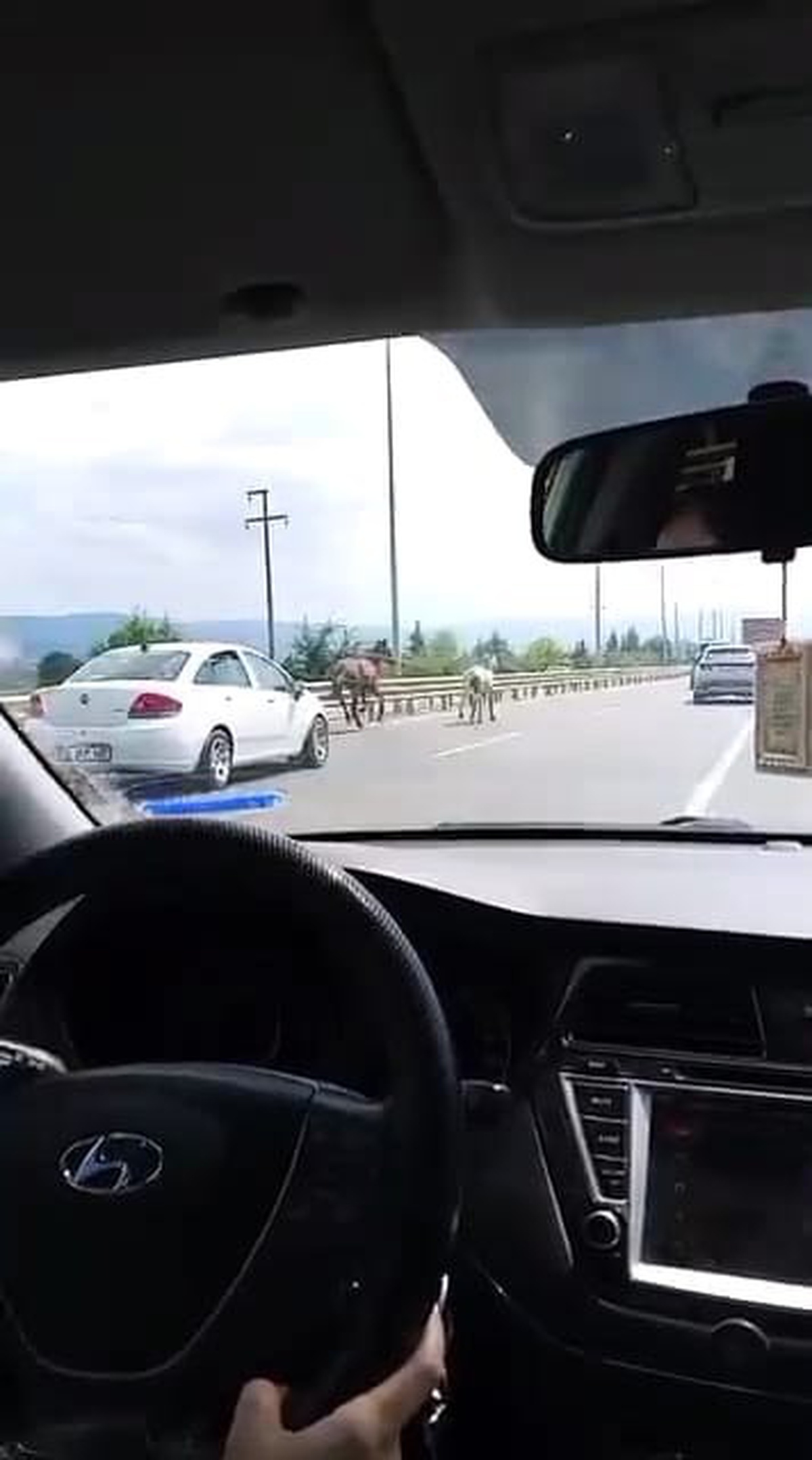 İnegöl\'de Başlı Başına Atlar Yolda Koştu