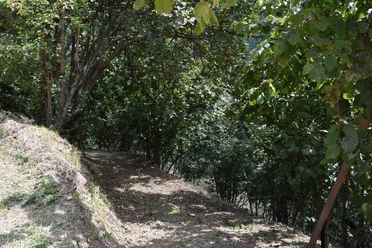 Fındık Bahçesinde Kalp Krizi Geçiren Adam Hayatını Kaybetti