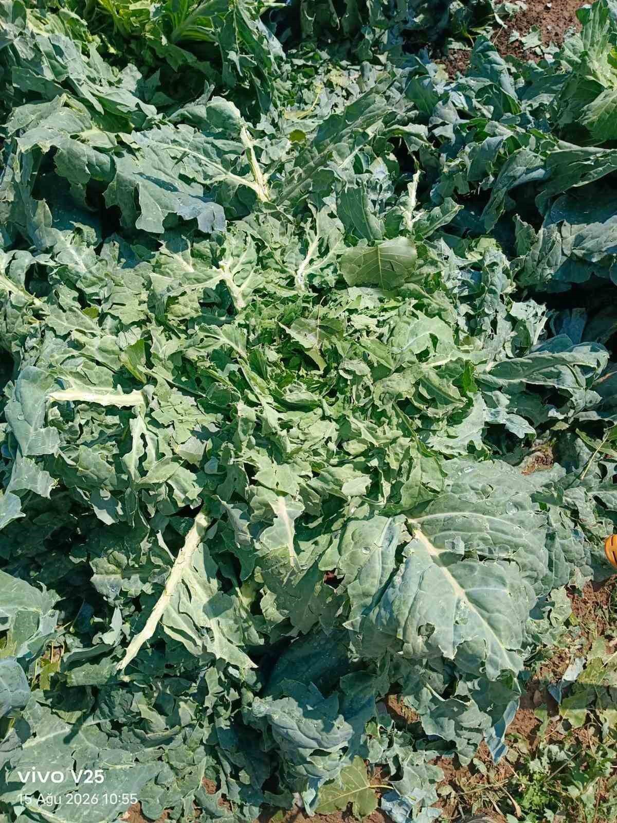 Bayburt\'ta Dolu Hasarı Çiftçileri Vurdu