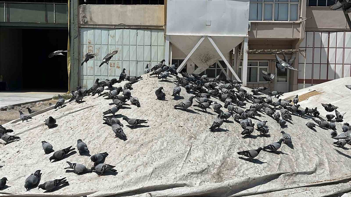 Konya Buğday Pazarı\'nda Güvercinlerin Tadı