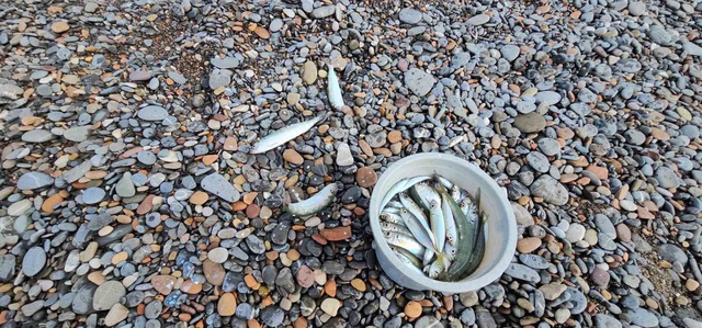 Karadeniz'de balık bolluğu: Oltasını kapan deniz kenarına koştu, kovalar doldu