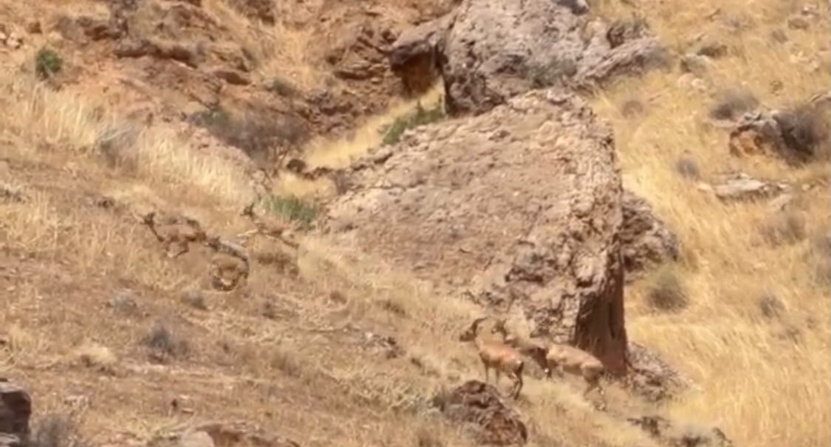 Arapgir\'de Yaban Keçileri Görüntülendi