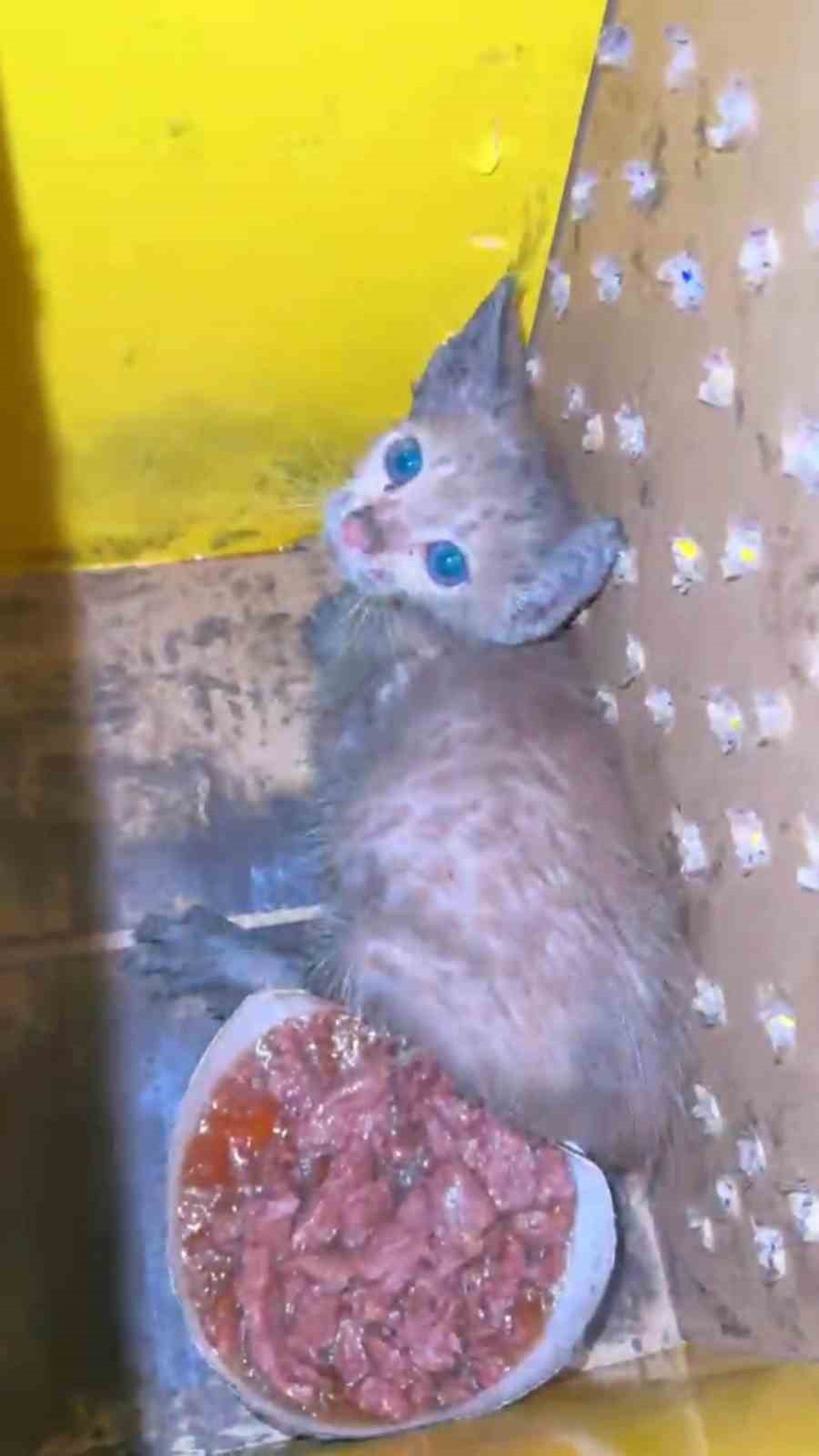 Yavru Kedi, Otomobil Motorundan Kurtarıldı