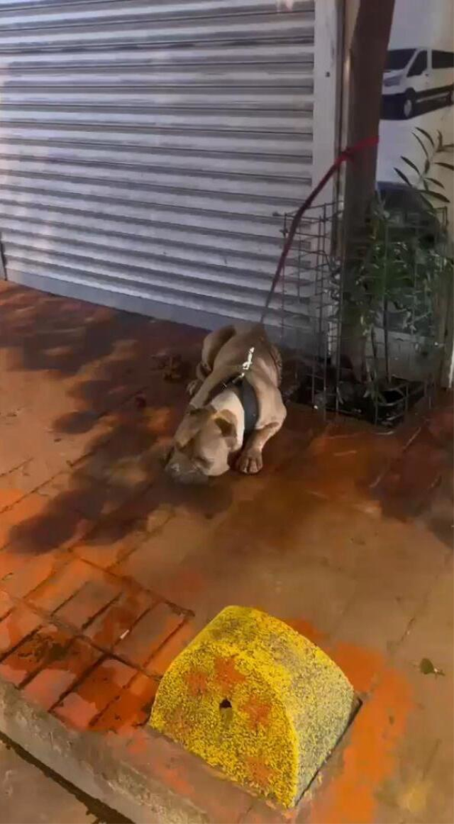 Beyoğlu sokakları kana bulandı! Pitbull saldırdı, sahibi bıçaklandı