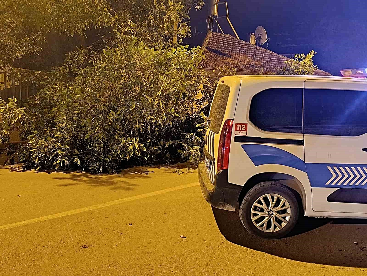 Beyşehir’de yola ağaç devrildi