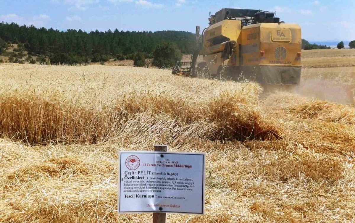 Çavdarhisar\'da Yerli Tohum Hasadı Yapıldı