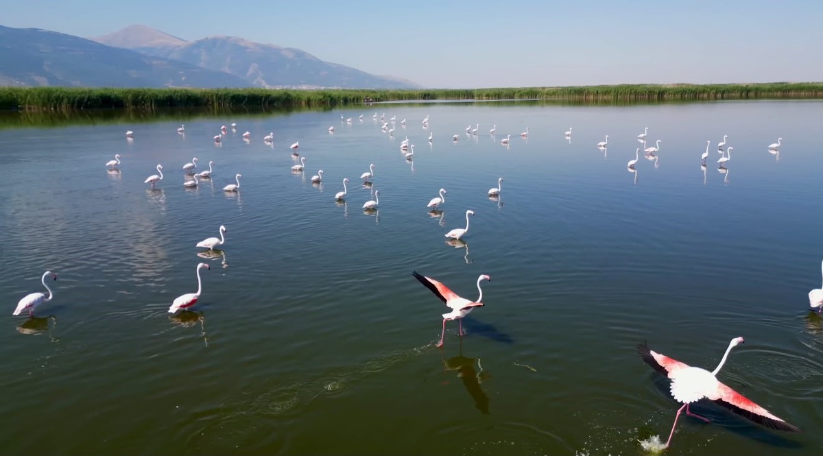 Eber Gölü\'nde Flamingo Şöleni