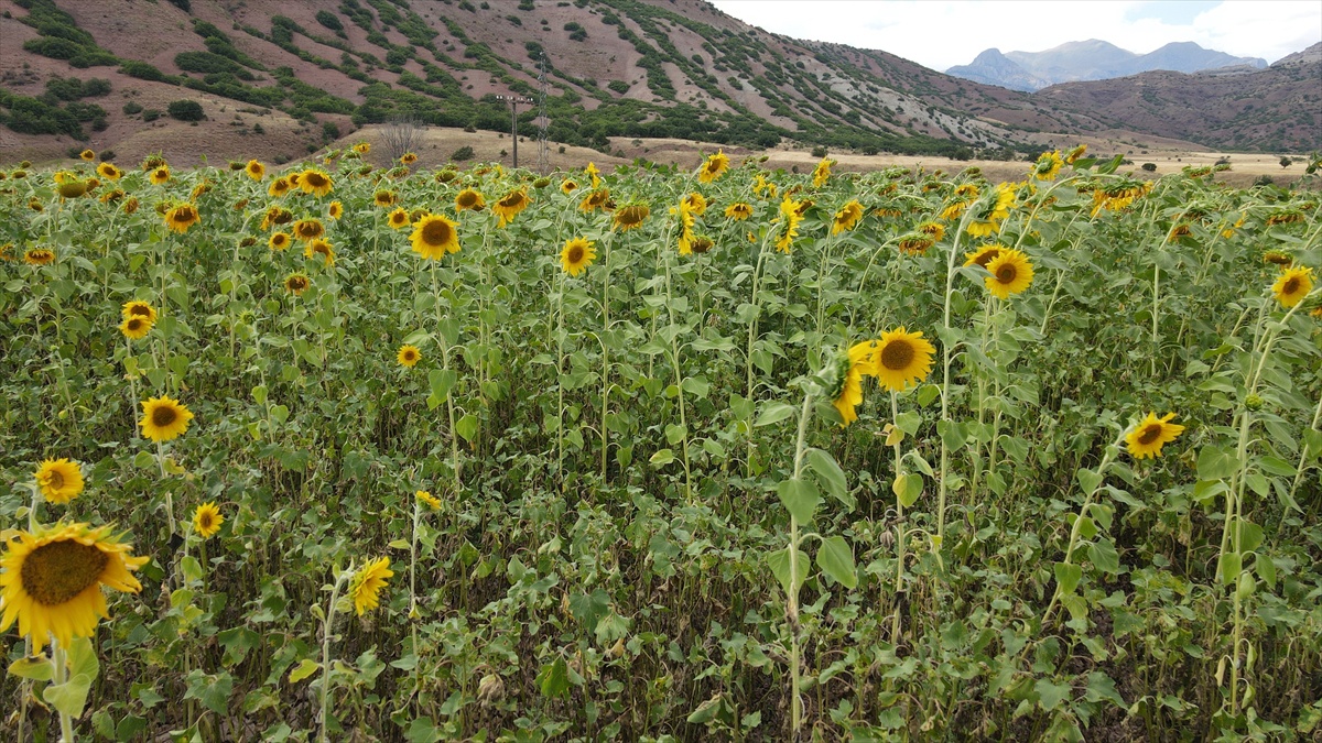 Erzincan\'da Ayçiçeği Üretimi Yüzde 30 Artacak