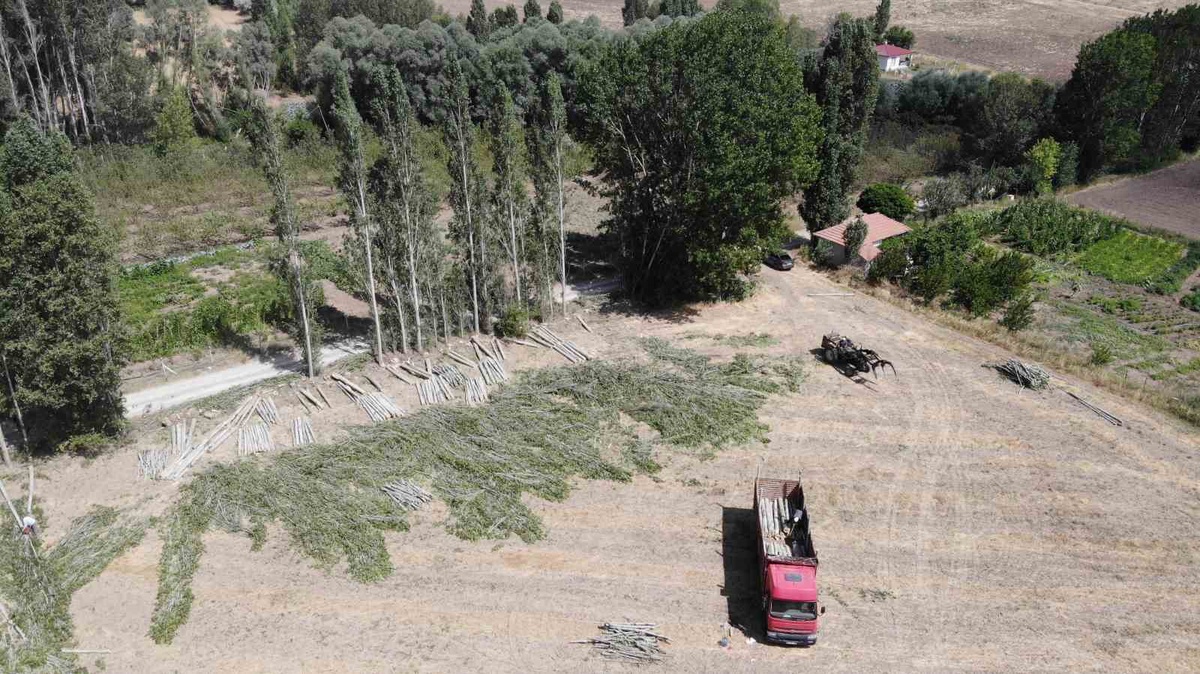 Kavak Ağaçları Kültürel Miras