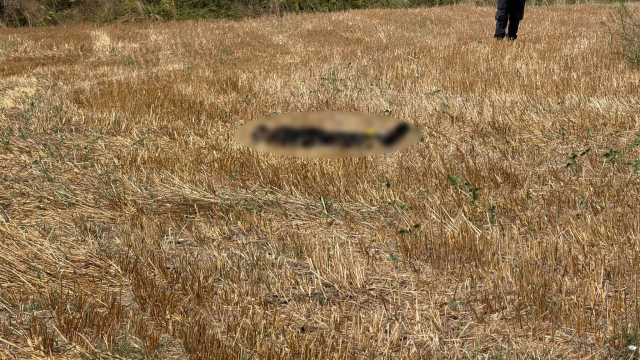 Kayıp yaşlı adamın cansız bedeni buğday tarlasında bulundu