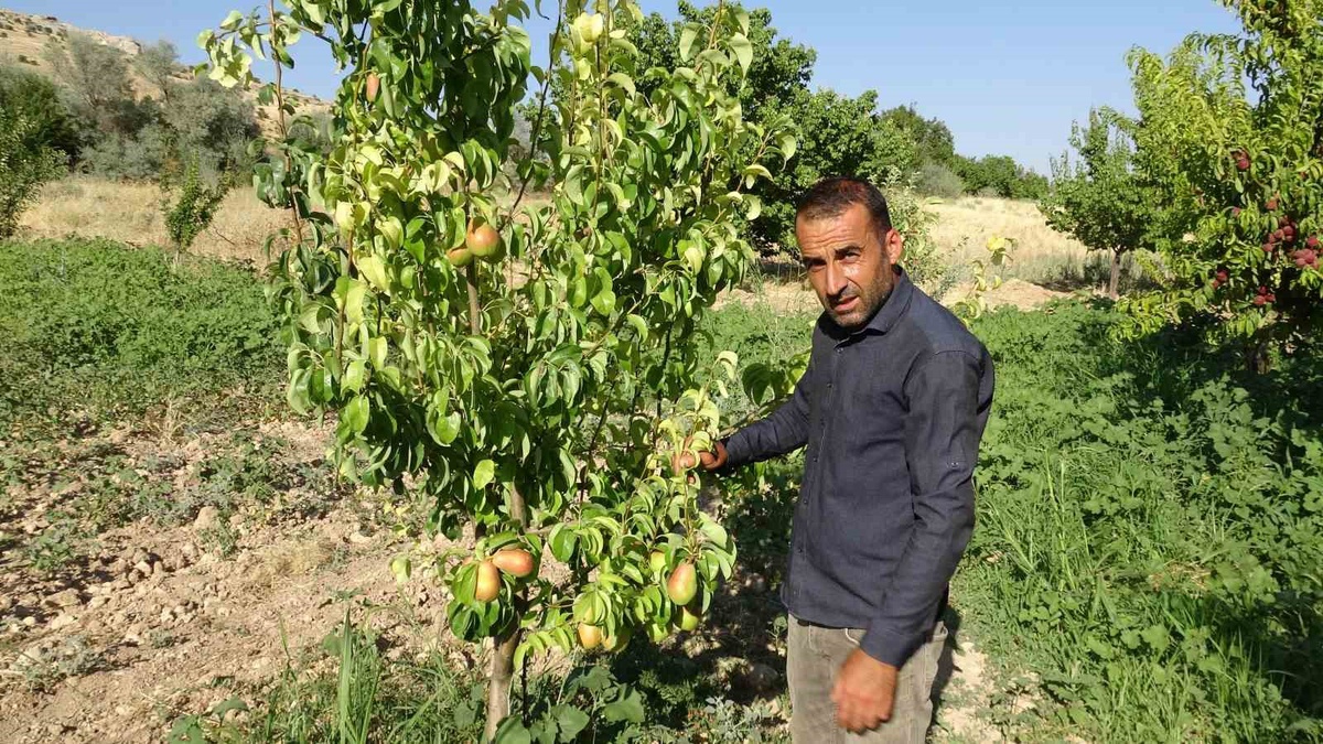 Malatya\'da Erkenci Armudun Hasadı Başladı