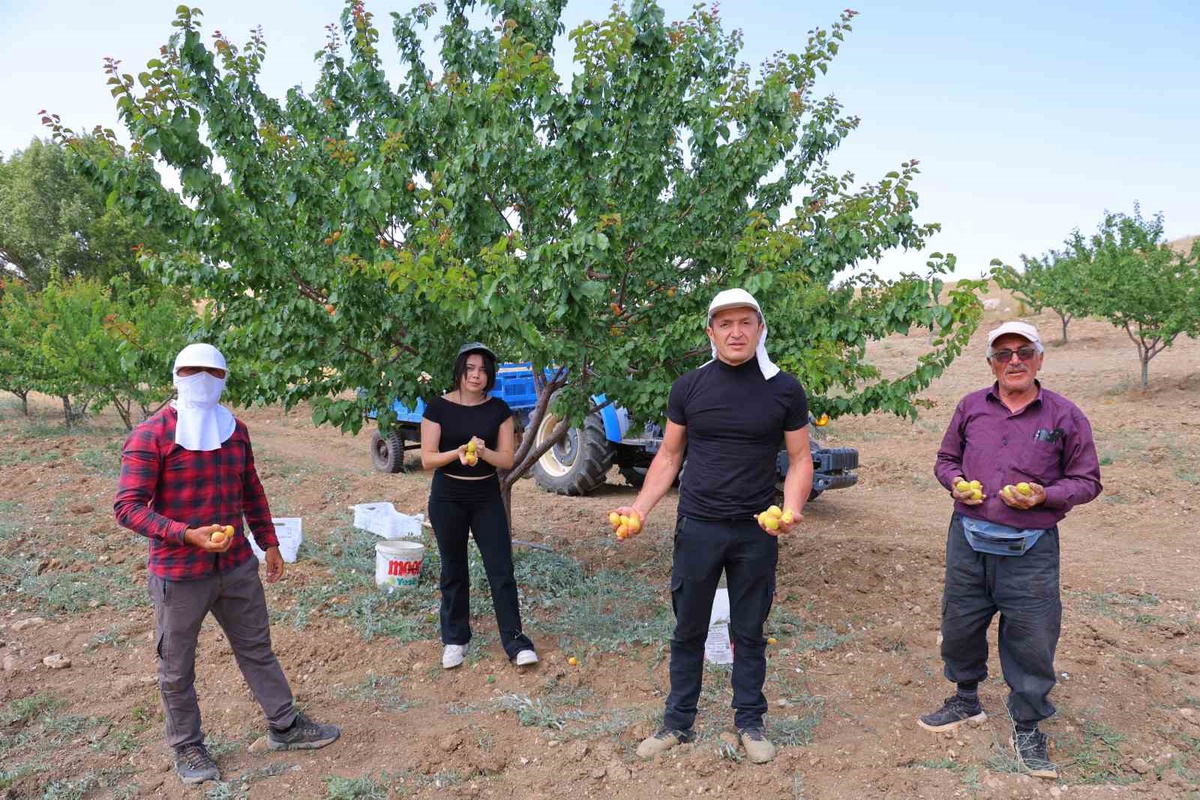 Susuz Tarım ile Kayısı Üretimi Başarıya Ulaştı