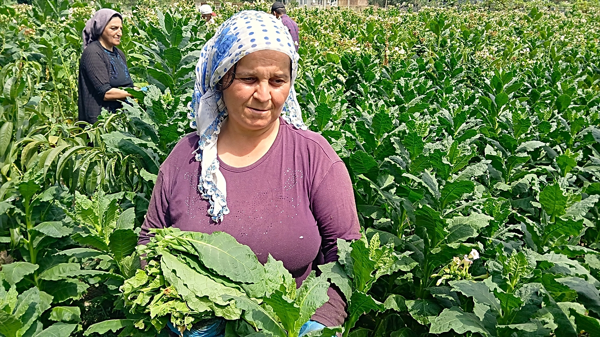 Taşova\'da Tütün Hasadı Başladı