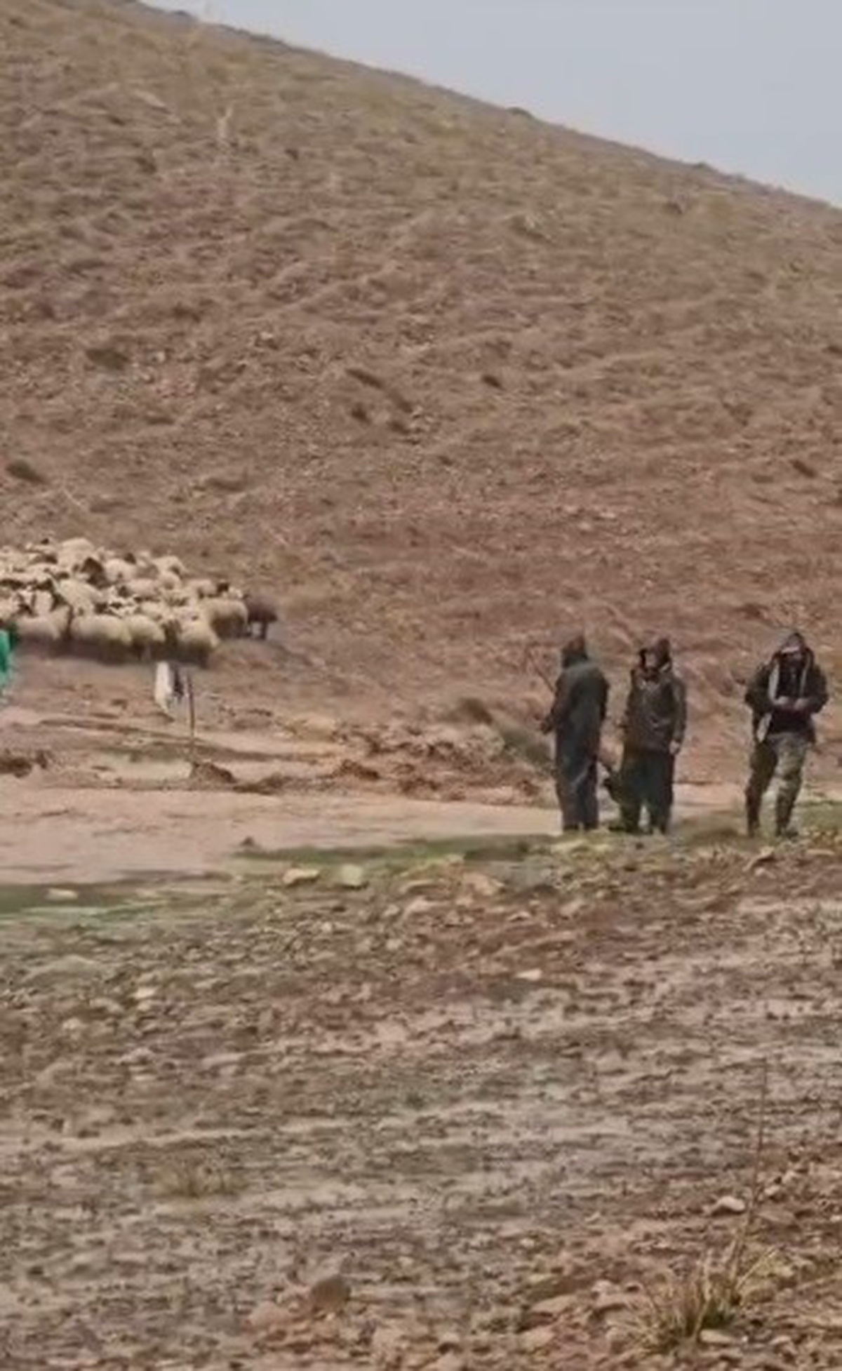 Pülümür\'de Şiddetli Yağış, Hayvan Çadırlarını Bastı