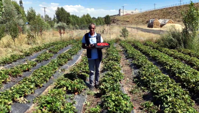 Hobi olarak başladı, 2.5 dönüme çıkardı: Bakımı zor ama parası çok iyi