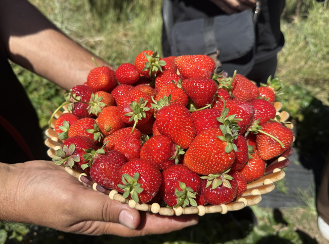 Hobi olarak başladı, 2.5 dönüme çıkardı: Bakımı zor ama parası çok iyi