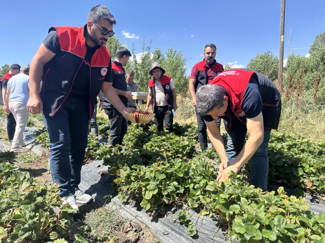 Hobi olarak başladı, 2.5 dönüme çıkardı: Bakımı zor ama parası çok iyi
