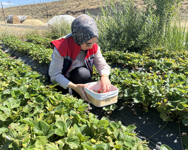Hobi olarak başladı, 2.5 dönüme çıkardı: Bakımı zor ama parası çok iyi