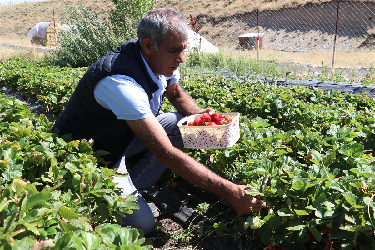 Ağrı\'da Çilek Hasadı Başladı