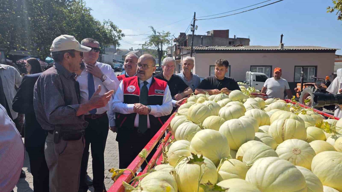 Balıkesir’de ata tohumuyla yetiştirilen beyaz kavunun hasadı başladı