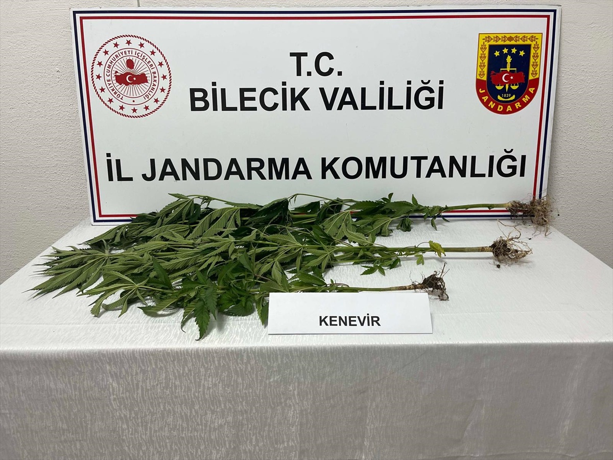 Bozüyük\'te Yasadışı Hint Keneviri Ele Geçirildi