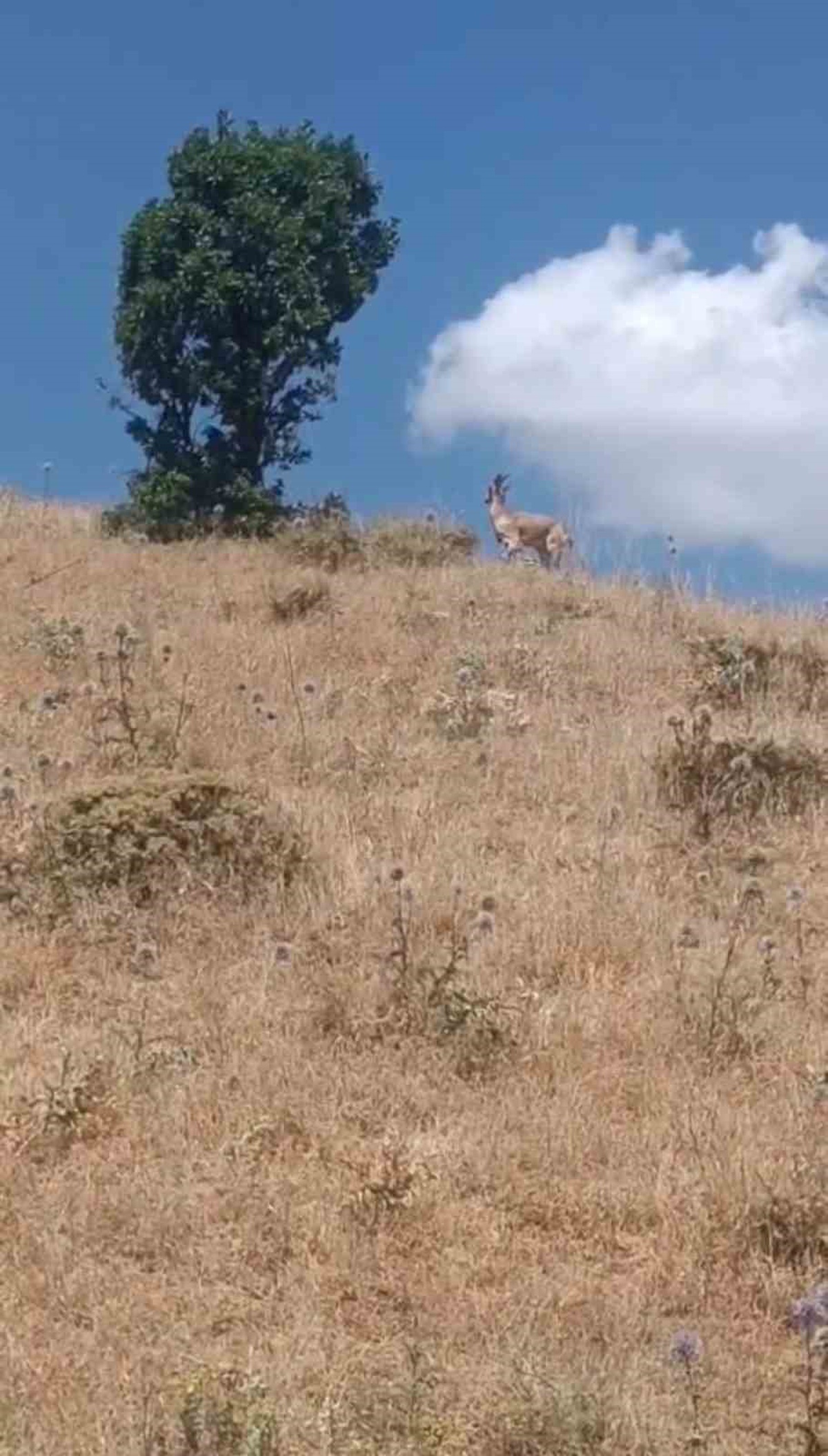 Nesli Tükenme Tehlikesindeki Dağ Keçisi Görüntülendi