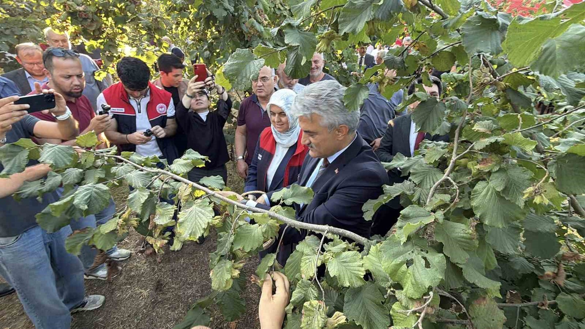 Düzce’de fındık hasat şenliği