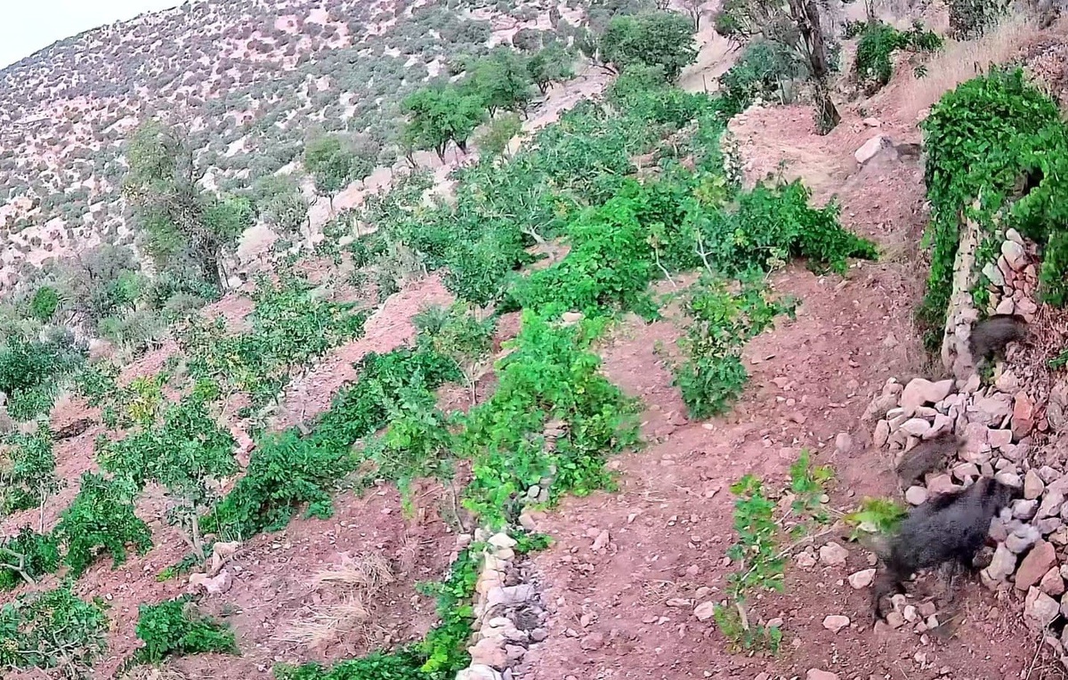 Poyraz Köyü\'nde Domuz Saldırısı