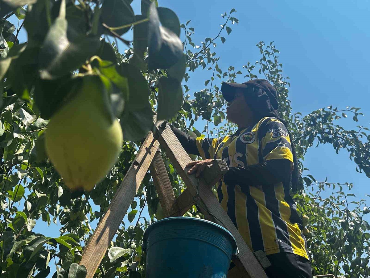 Bursa\'da Rekor Armut Rekoltesi Bekleniyor