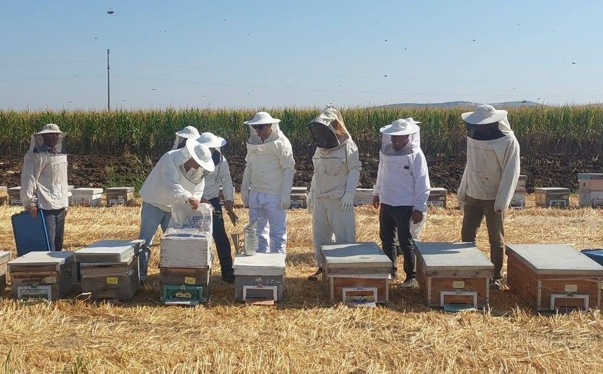 Kaymakam Özcan Bal Hasadına Katıldı