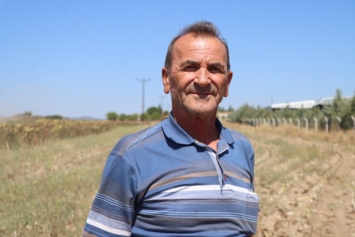 Kırklareli\'nde Ayçiçeği Hasadı Başladı