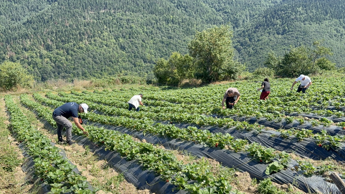 Alaçam\'da Çiftçiden Böğürtlen Başarısı