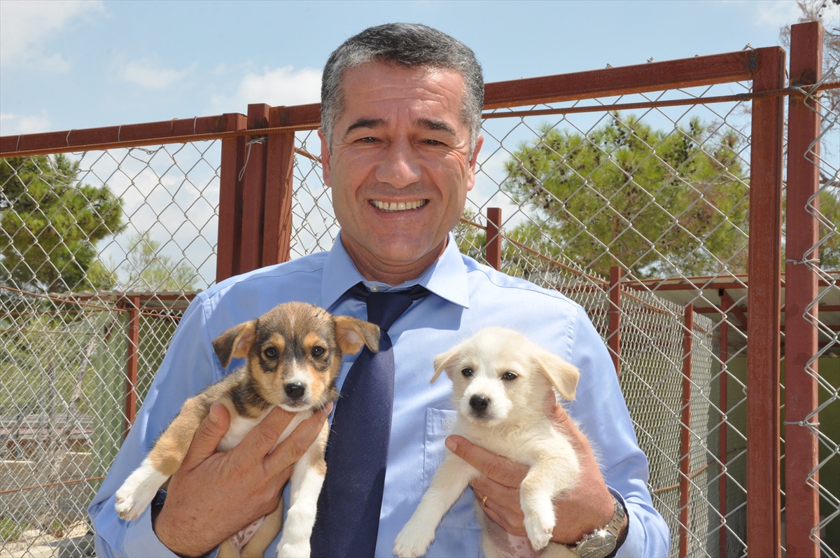 Silifke\'de Sahipsiz Köpekler İçin Doğal Yaşam Alanı