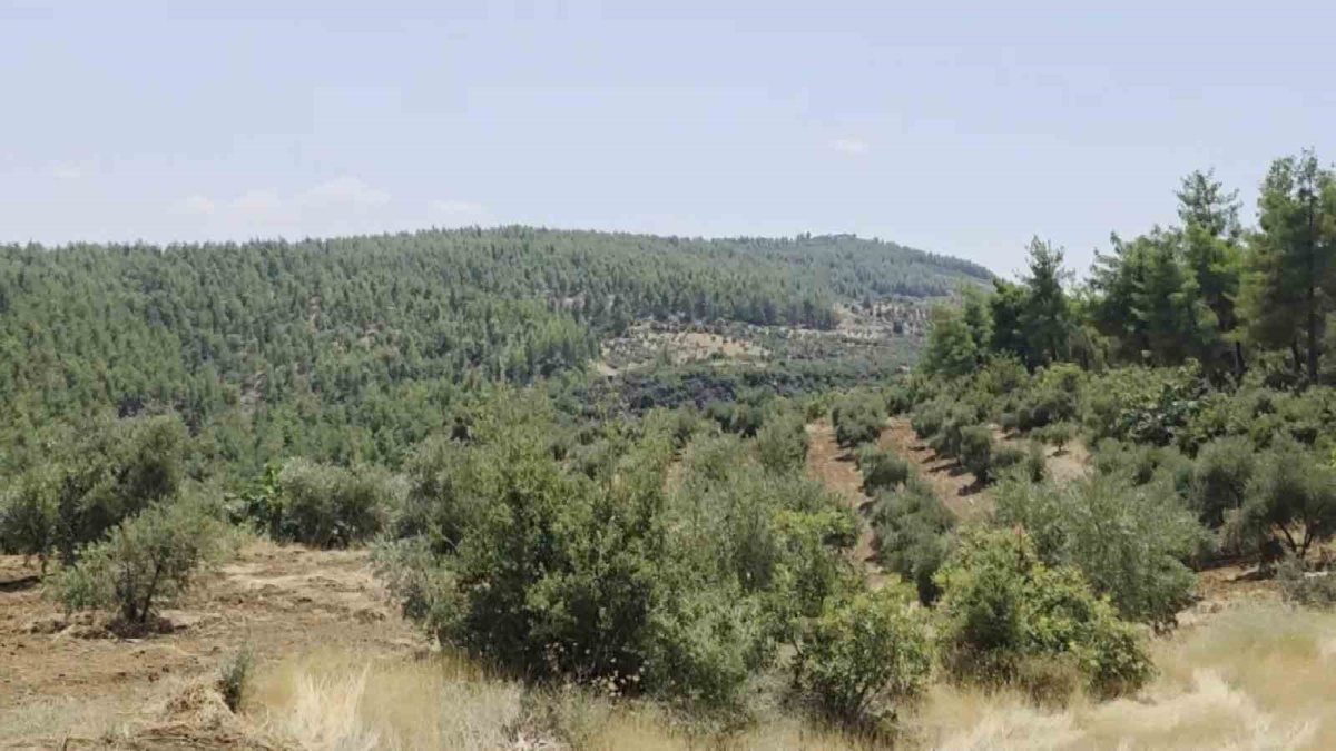 Hatay\'da İzinsiz Sumak Toplama Çatışması