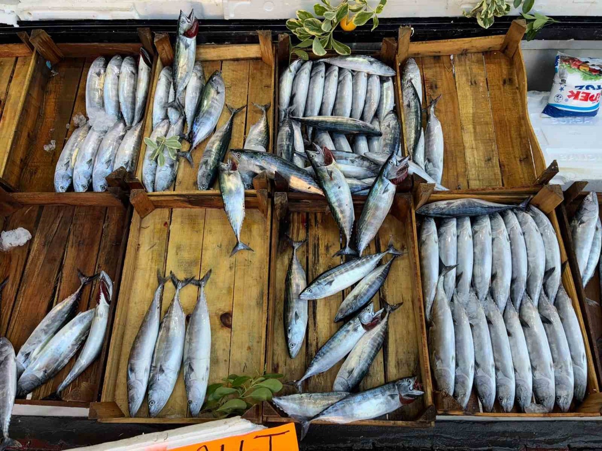 Karadeniz\'de Balık Bereketi