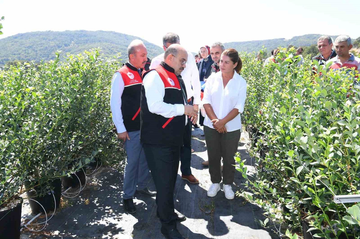 Gönen\'de Yaban Mersini Hasadı