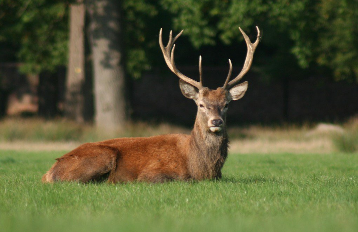 WWF\'den Yaban Hayatı İçin Avcılığın Durdurulması Çağrısı