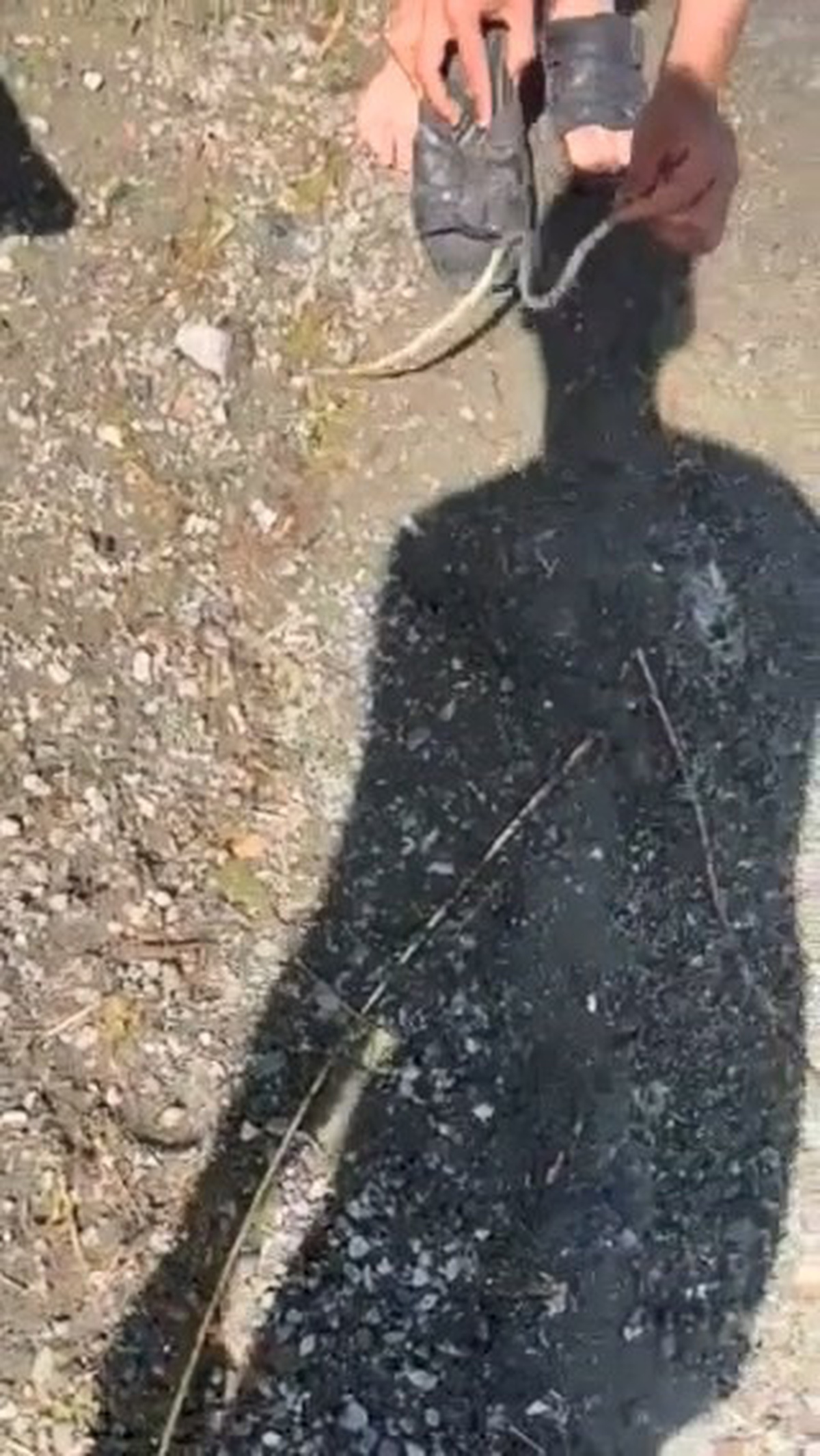 Yılanla Korkutma Anları Kaydedildi