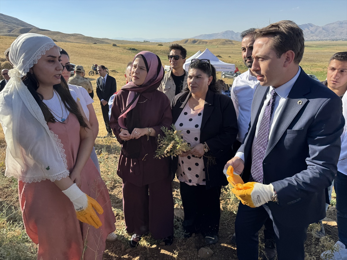Yüksekova\'da Kadınların Nohut Hasadı
